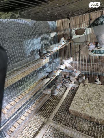 תמונת מודעה - חיות מחמד