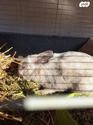 תמונת מודעה - חיות מחמד