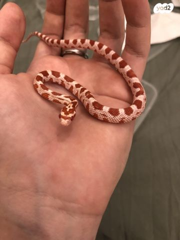 תמונת מודעה - חיות מחמד