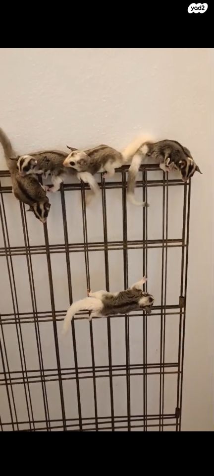 מכרסם סנאי מעופף \ שוגר