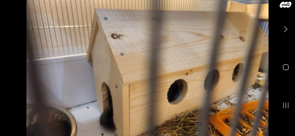 מכרסם צ'ינצ'ילה