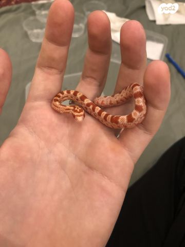 זוחל כרכן תירס