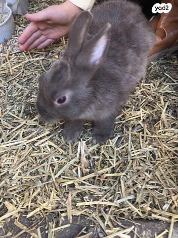 מכרסם ארנב ננסי