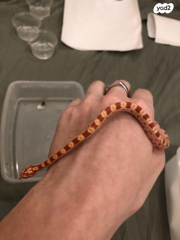 זוחל כרכן תירס