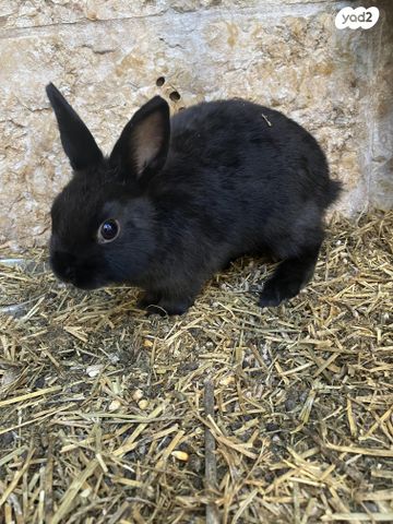 מכרסם ארנב ננסי