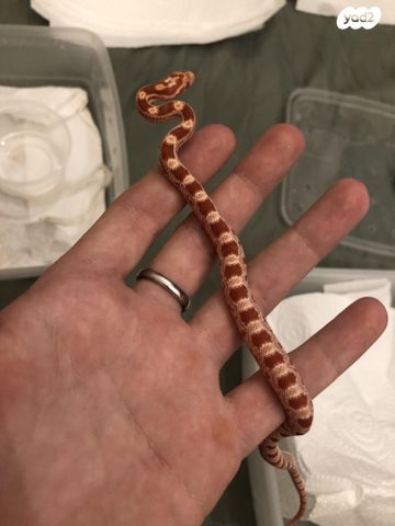 זוחל כרכן תירס