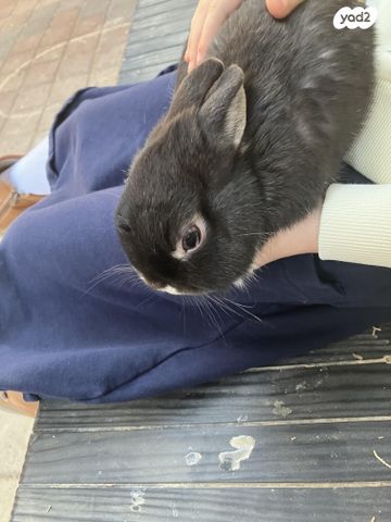 מכרסם ארנב ננסי