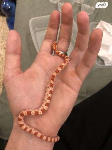 זוחל כרכן תירס