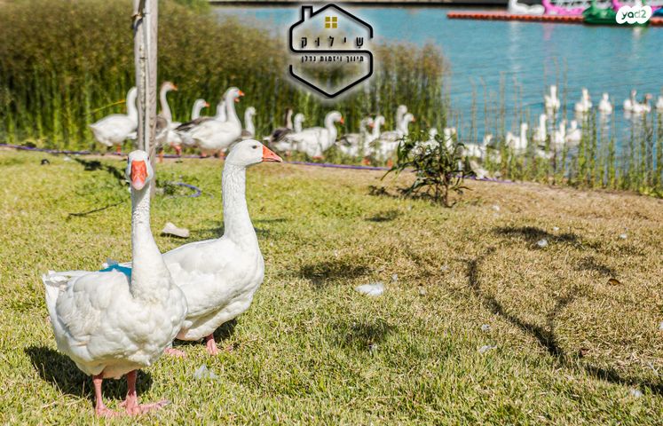 דירה, נחל תנינים, שקמים ואגמים, אשקלון