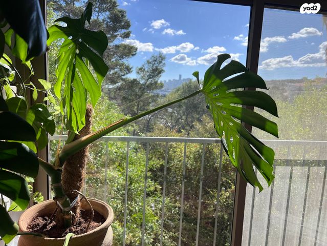 דירה, יוכבד, נעמ"ת, חיפה