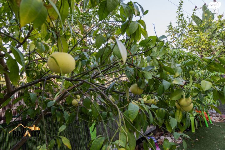 דירת גן, ה' באייר, נווה אפק, ראש העין