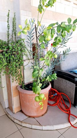 גג/ פנטהאוז, כספי, גבעת בוסל, חדרה