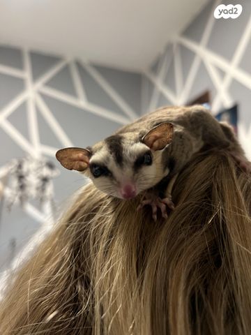 תמונת מודעה - חיות מחמד