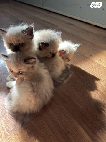 תמונת מודעה - חיות מחמד