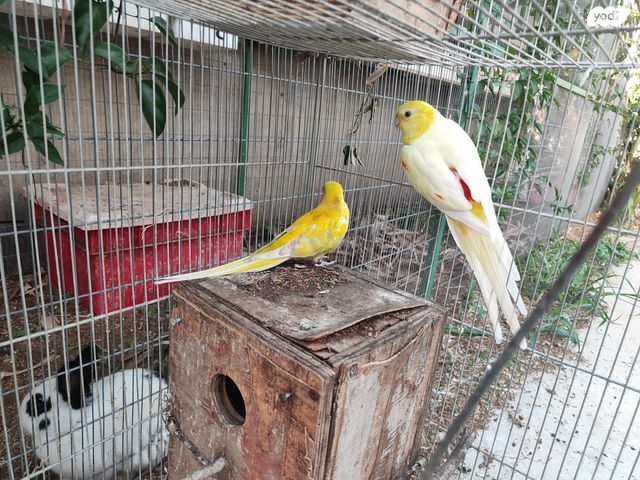 תמונת מודעה - חיות מחמד