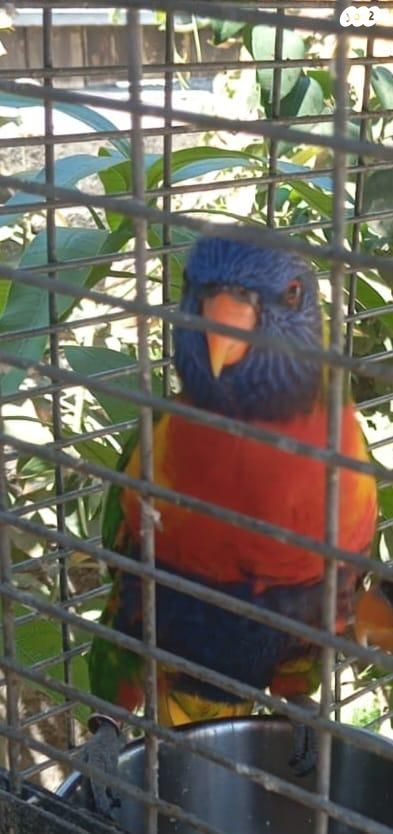 תמונת מודעה - חיות מחמד