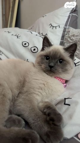 תמונת מודעה - חיות מחמד