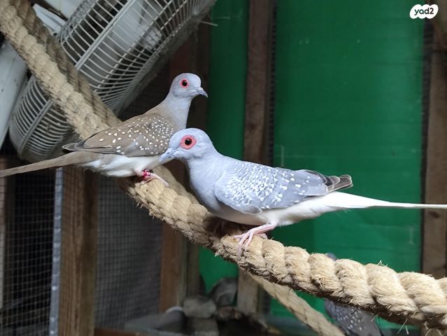 תמונת מודעה - חיות מחמד