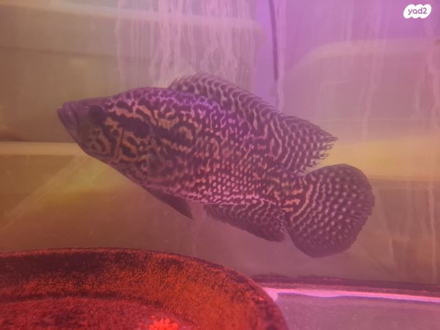 תמונת מודעה - חיות מחמד