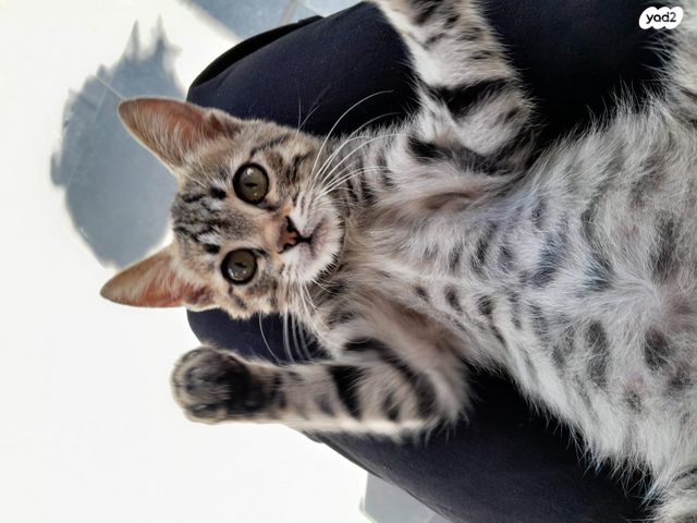 תמונת מודעה - חיות מחמד