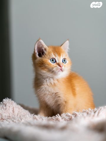 תמונת מודעה - חיות מחמד