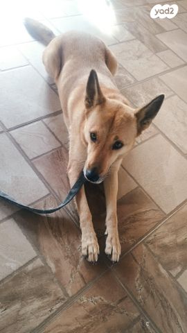 תמונת מודעה - חיות מחמד