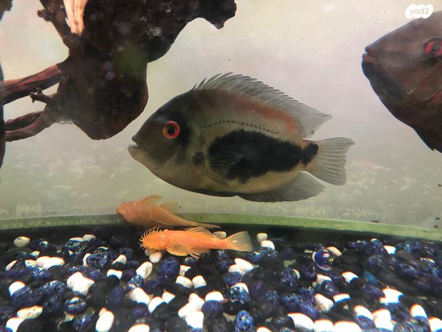 תמונת מודעה - חיות מחמד