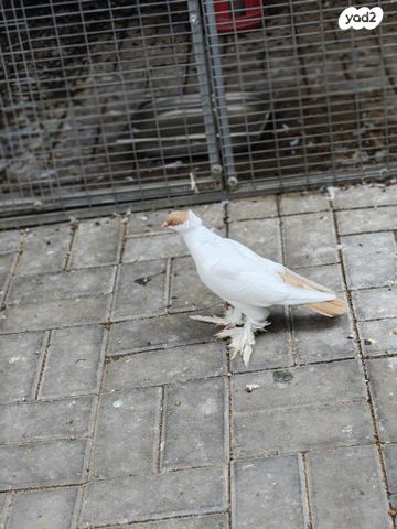 תמונת מודעה - חיות מחמד