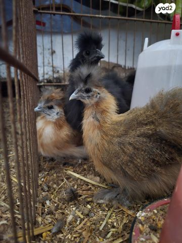 תמונת מודעה - חיות מחמד