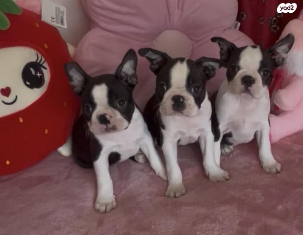 תמונת מודעה - חיות מחמד