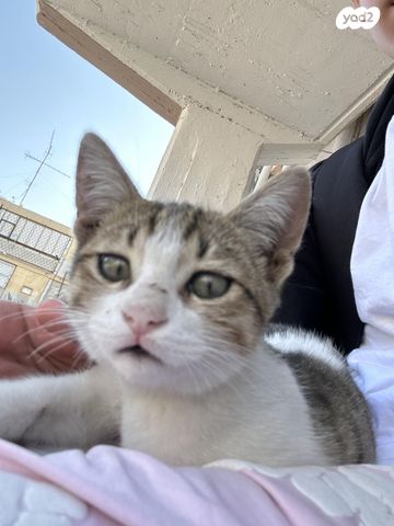 תמונת מודעה - חיות מחמד