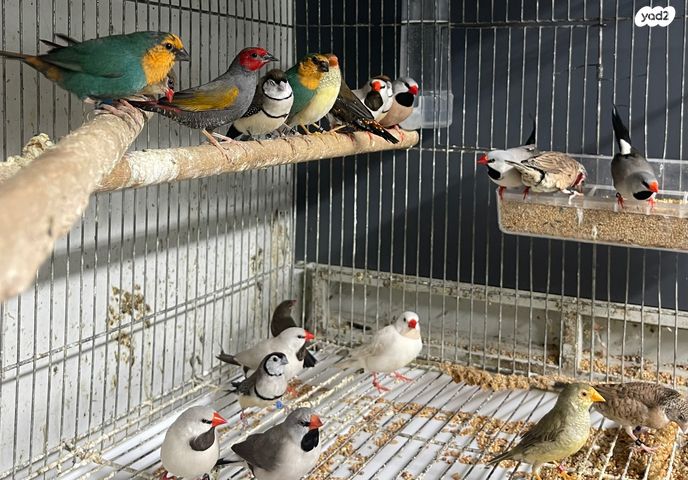 תמונת מודעה - חיות מחמד