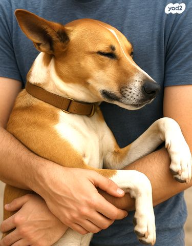 תמונת מודעה - חיות מחמד