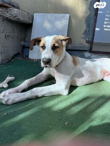 תמונת מודעה - חיות מחמד