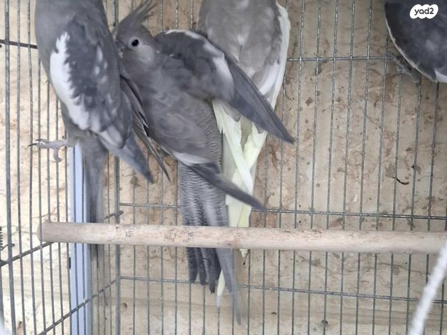 תמונת מודעה - חיות מחמד