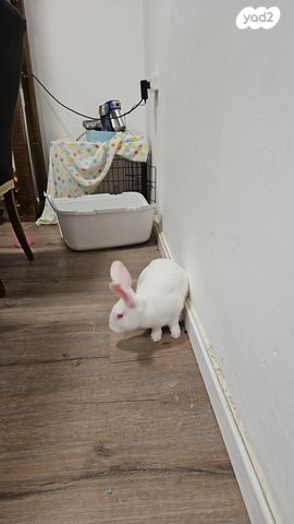 תמונת מודעה - חיות מחמד