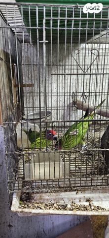 תמונת מודעה - חיות מחמד