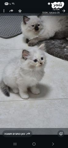 תמונת מודעה - חיות מחמד