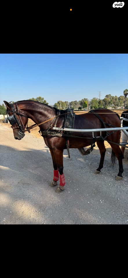 תמונת מודעה - חיות מחמד
