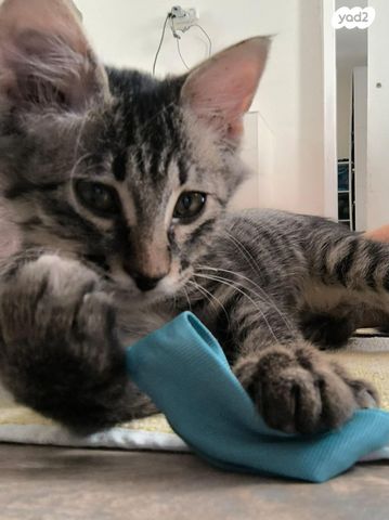 תמונת מודעה - חיות מחמד