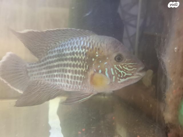 תמונת מודעה - חיות מחמד