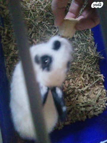 תמונת מודעה - חיות מחמד