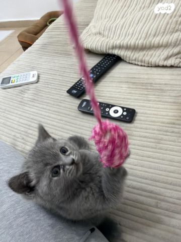 תמונת מודעה - חיות מחמד