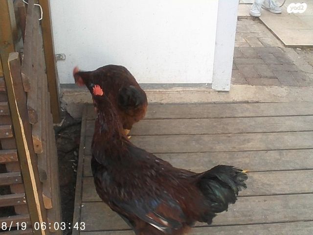 תמונת מודעה - חיות מחמד