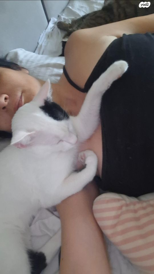 תמונת מודעה - חיות מחמד