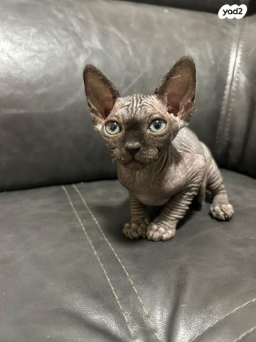 תמונת מודעה - חיות מחמד