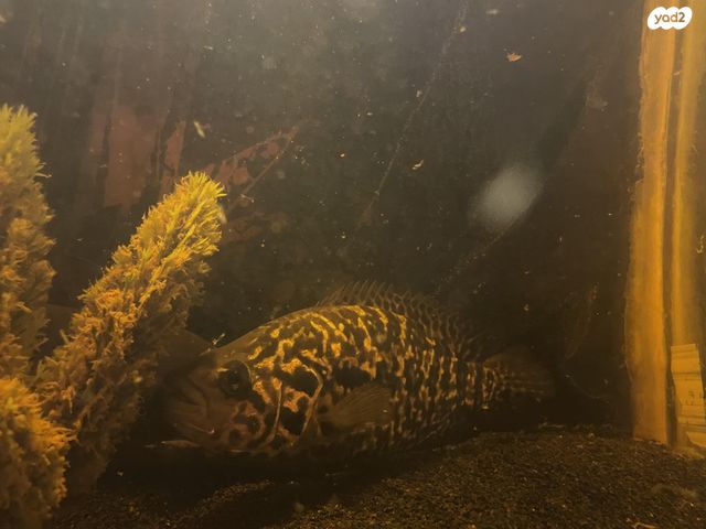 תמונת מודעה - חיות מחמד