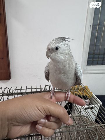 תמונת מודעה - חיות מחמד