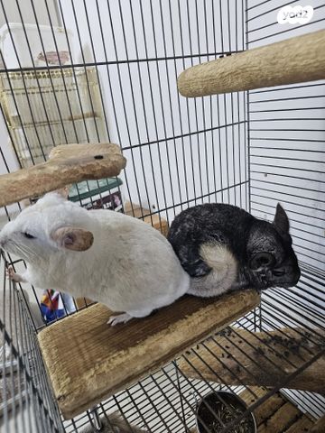 תמונת מודעה - חיות מחמד