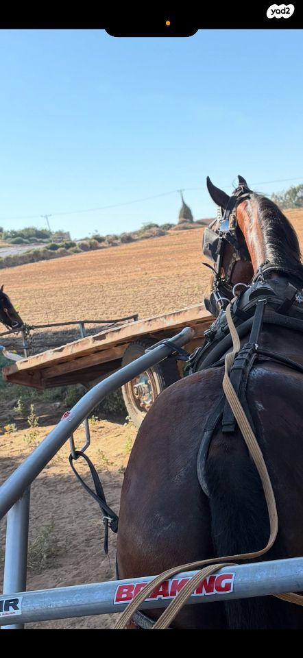 סוס מיזורי פוקס